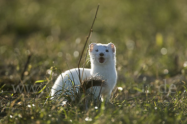 Hermelin (Mustela erminea)