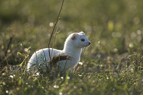 Hermelin (Mustela erminea)