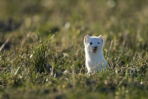 Hermelin (Mustela erminea)