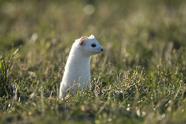 Hermelin (Mustela erminea)