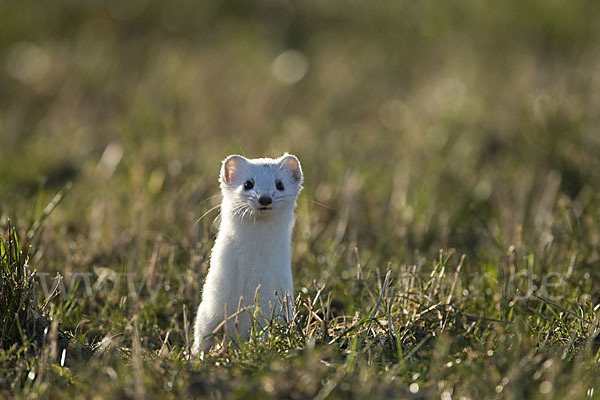 Hermelin (Mustela erminea)