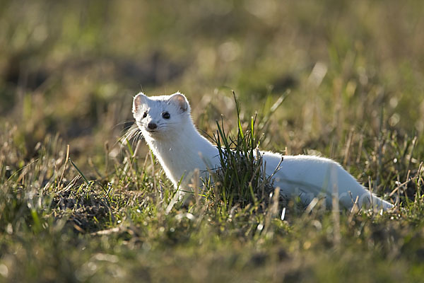 Hermelin (Mustela erminea)