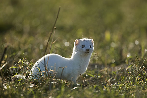 Hermelin (Mustela erminea)