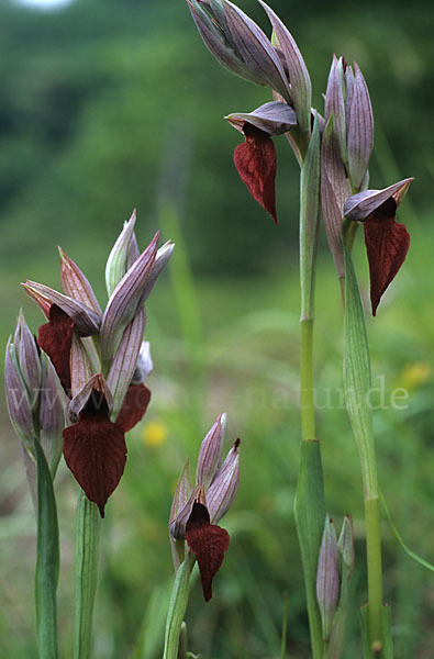 Herzförmiger Zungenstendel (Serapias cordigera)