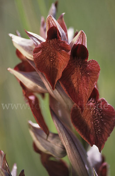 Herzförmiger Zungenstendel (Serapias cordigera)