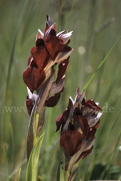 Herzförmiger Zungenstendel (Serapias cordigera)