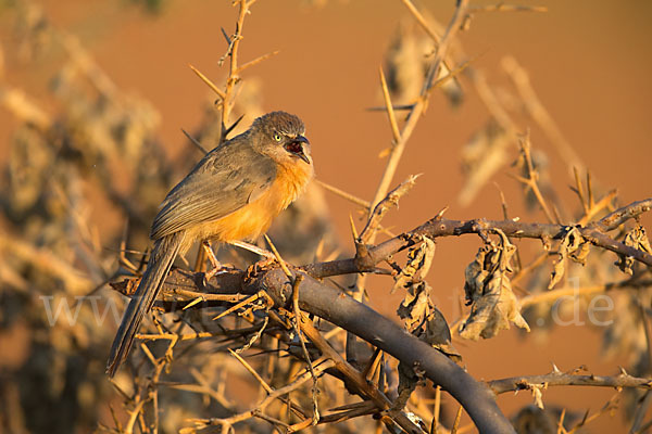 Heuglindrossling (Turdoides rubiginosa)