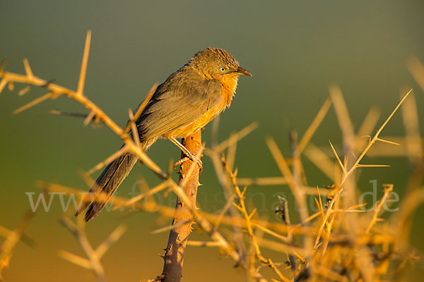 Heuglindrossling (Turdoides rubiginosa)