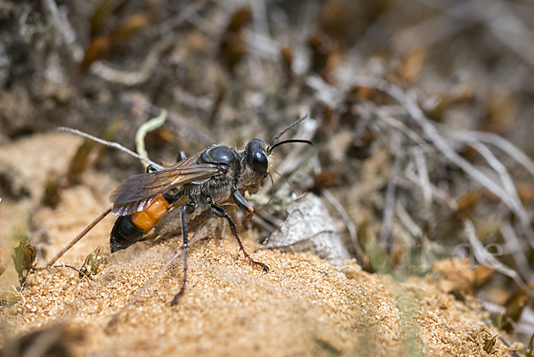 Heuschreckensandwespe (Sphex funerarius)