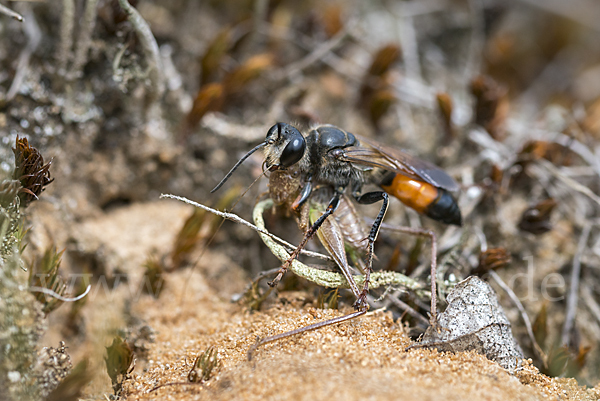 Heuschreckensandwespe (Sphex funerarius)