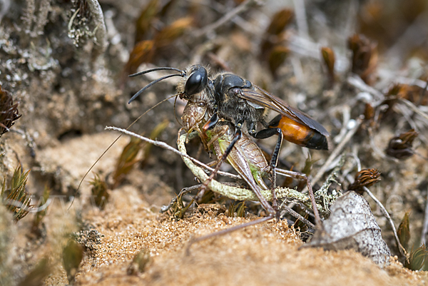 Heuschreckensandwespe (Sphex funerarius)