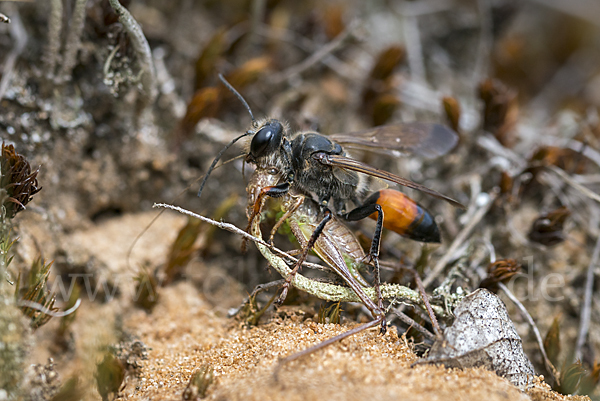 Heuschreckensandwespe (Sphex funerarius)