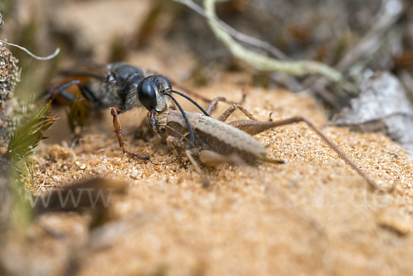 Heuschreckensandwespe (Sphex funerarius)