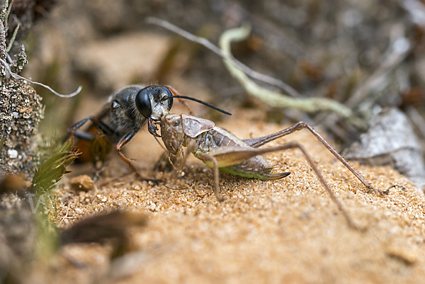 Heuschreckensandwespe (Sphex funerarius)