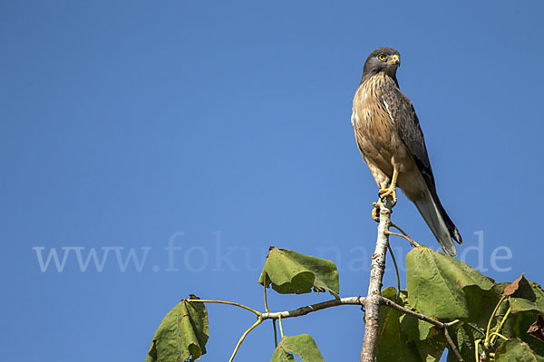 Heuschreckenteesa (Butastur rufipennis)