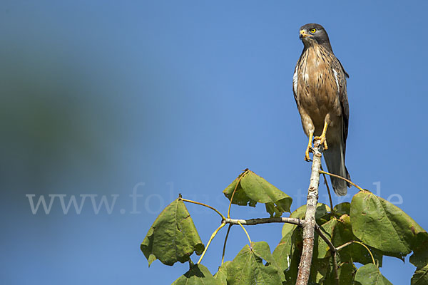 Heuschreckenteesa (Butastur rufipennis)