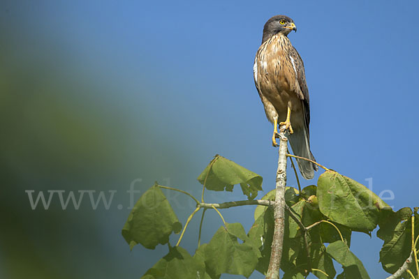 Heuschreckenteesa (Butastur rufipennis)