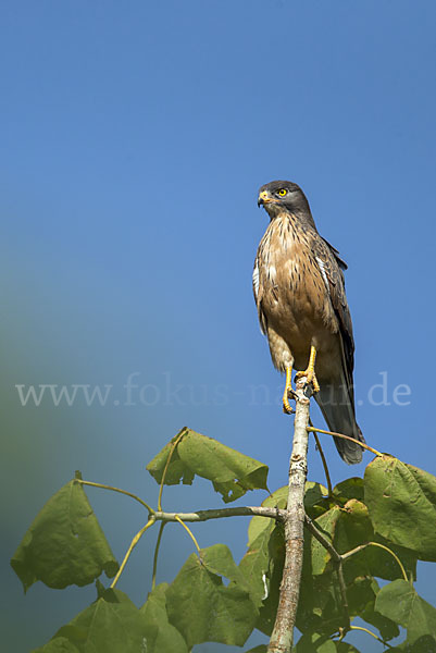 Heuschreckenteesa (Butastur rufipennis)