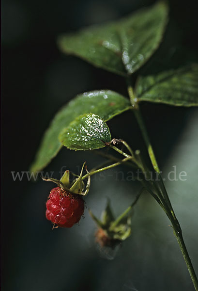 Himbeere (Rubus idaeus)