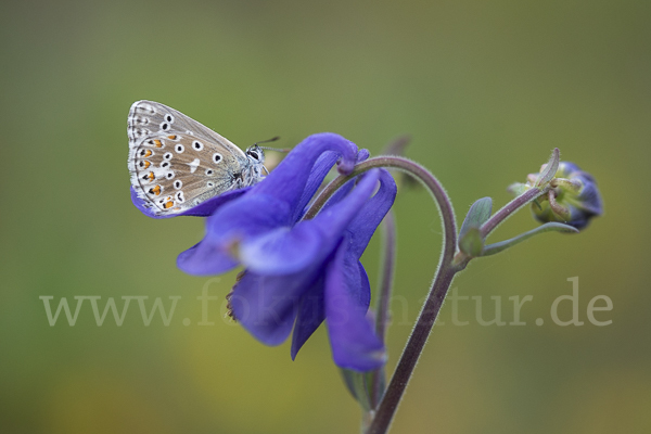 Himmelblauer Bläuling (Polyommatus bellargus)