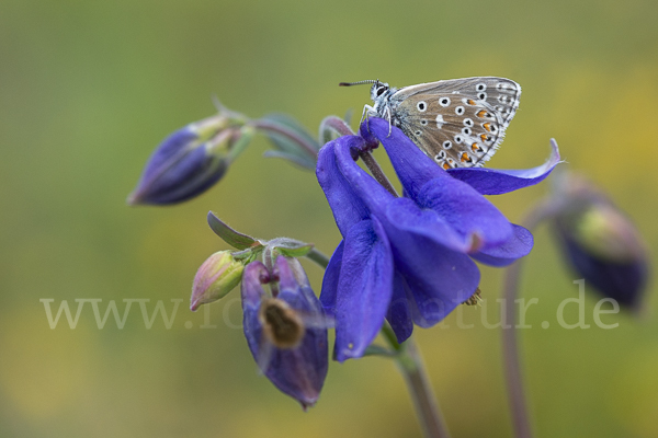 Himmelblauer Bläuling (Polyommatus bellargus)