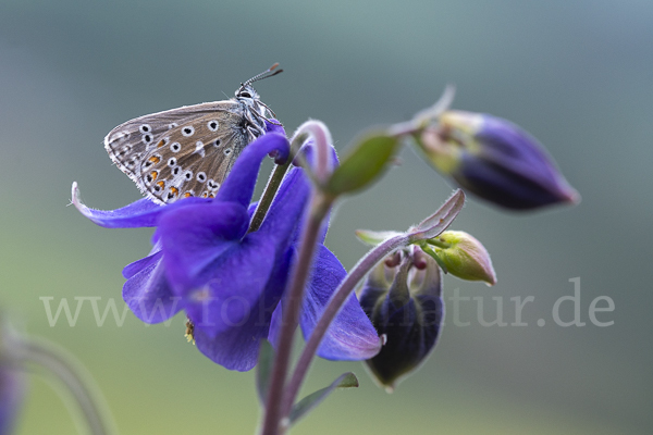 Himmelblauer Bläuling (Polyommatus bellargus)