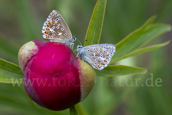 Himmelblauer Bläuling (Polyommatus bellargus)