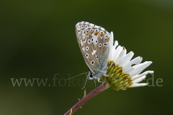 Himmelblauer Bläuling (Polyommatus bellargus)