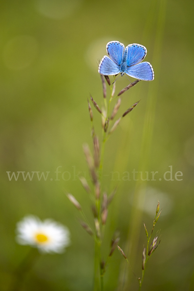 Himmelblauer Bläuling (Polyommatus bellargus)