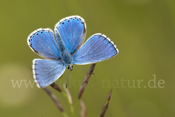 Himmelblauer Bläuling (Polyommatus bellargus)