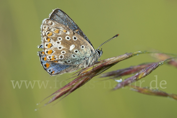 Himmelblauer Bläuling (Polyommatus bellargus)