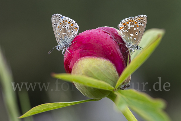 Himmelblauer Bläuling (Polyommatus bellargus)