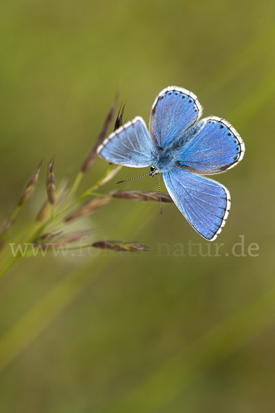 Himmelblauer Bläuling (Polyommatus bellargus)