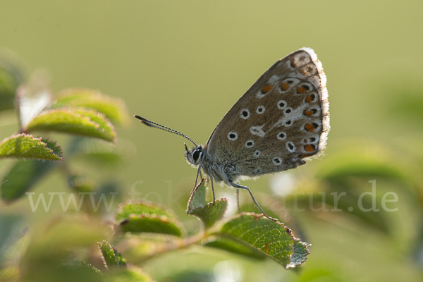 Himmelblauer Bläuling (Polyommatus bellargus)