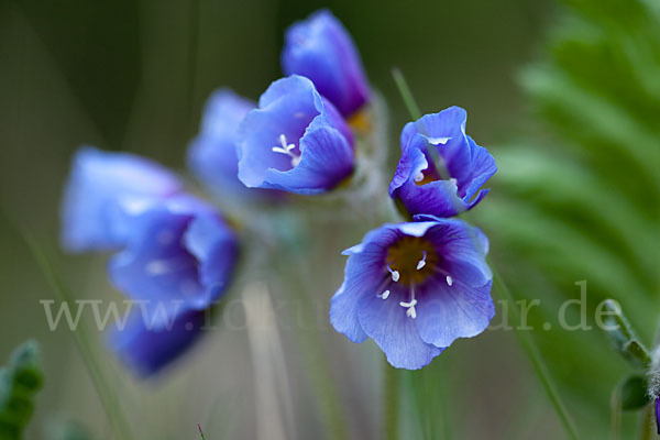 Himmelsleiter (Polemonium boreale)