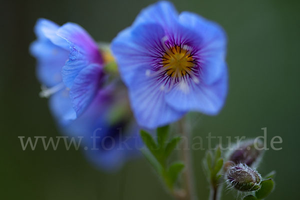 Himmelsleiter (Polemonium boreale)