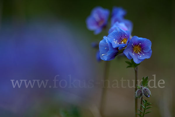 Himmelsleiter (Polemonium boreale)