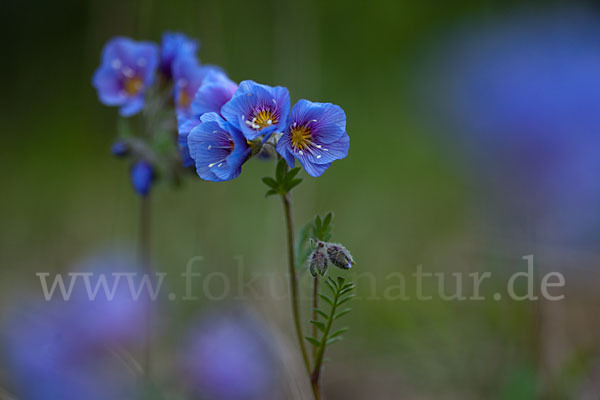 Himmelsleiter (Polemonium boreale)