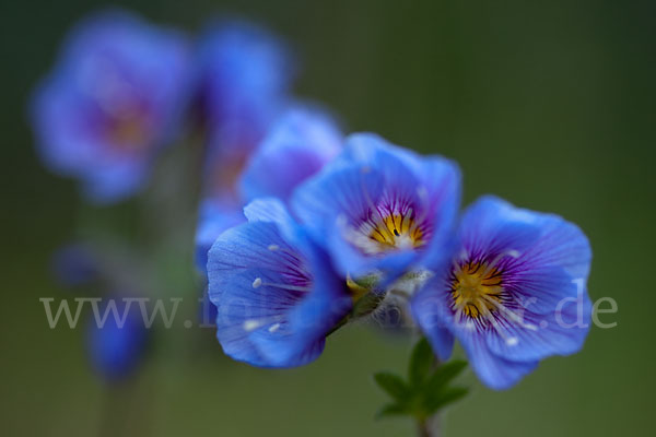 Himmelsleiter (Polemonium boreale)