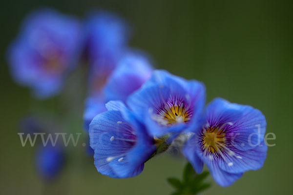 Himmelsleiter (Polemonium boreale)