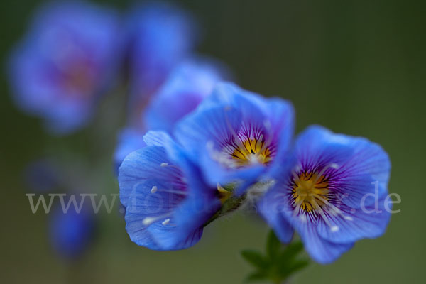 Himmelsleiter (Polemonium boreale)