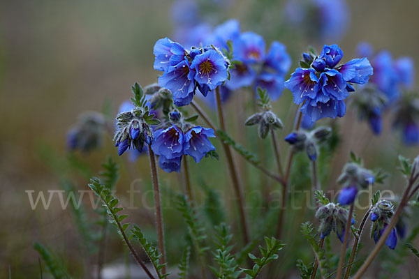 Himmelsleiter (Polemonium boreale)