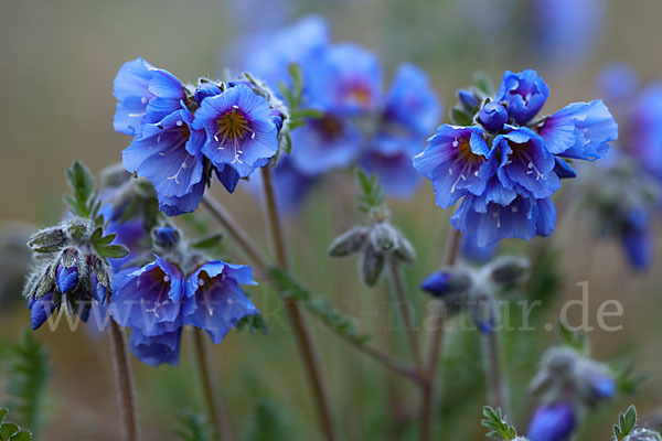 Himmelsleiter (Polemonium boreale)