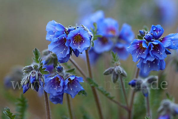 Himmelsleiter (Polemonium boreale)