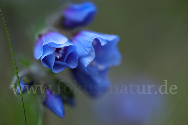 Himmelsleiter (Polemonium boreale)