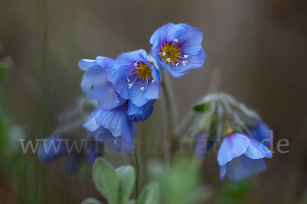 Himmelsleiter (Polemonium boreale)