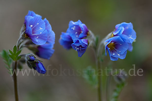 Himmelsleiter (Polemonium boreale)