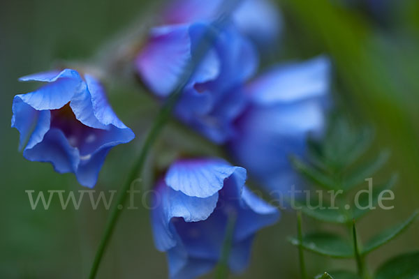 Himmelsleiter (Polemonium boreale)