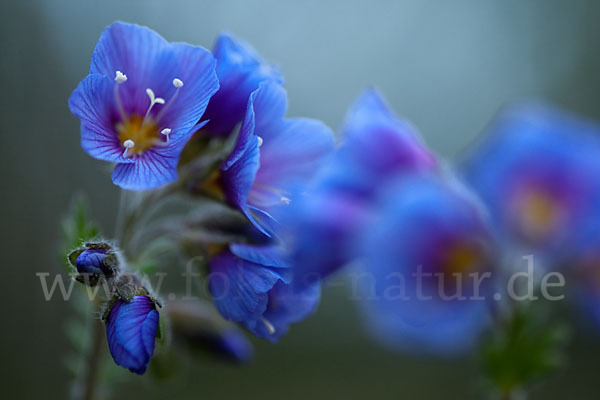 Himmelsleiter (Polemonium boreale)