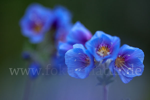 Himmelsleiter (Polemonium boreale)